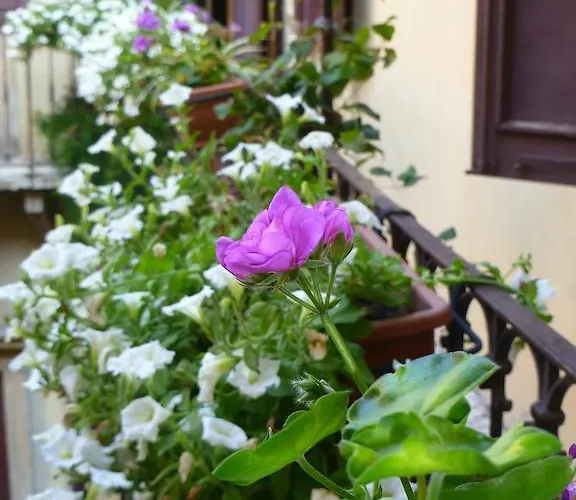 Protezione Della Giovane - Female